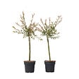 PLANT IN A BOX - Saule crevette - Set de 2 - Salix integra 'Flamingo' - Hauteur 60-80cm - ⌀17cm - vignette