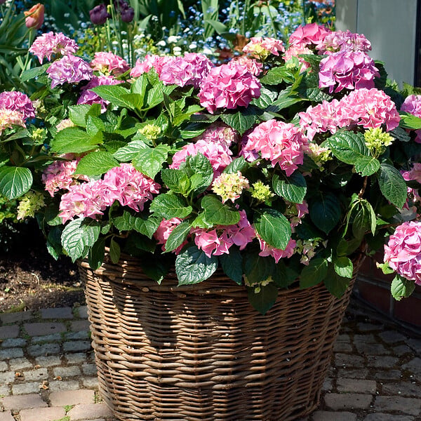 PLANT IN A BOX - Hortensia - Set de 6 - Hydrangea macrophylla 'Early Pink' - H25-40cm - ⌀9cm - large