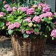 PLANT IN A BOX - Hortensia - Set de 6 - Hydrangea macrophylla 'Early Pink' - H25-40cm - ⌀9cm - vignette