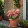 PLANT IN A BOX - Hortensia - Set de 6 - Hydrangea macrophylla 'Early Pink' - H25-40cm - ⌀9cm - vignette