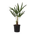 PLANT IN A BOX - Palmier de Chine - Trachycarpus Fortunei - Hauteur 35-45cm - ⌀15cm - vignette