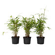 PLANT IN A BOX - Bambou Bleu - Set de 6 - Fargesia papyrifera 'Grex' - Hauteur 30-40cm - ⌀13cm - vignette