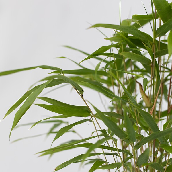 PLANT IN A BOX - Bambou Bleu - Set de 6 - Fargesia papyrifera 'Grex' - Hauteur 30-40cm - ⌀13cm - large