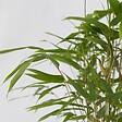 PLANT IN A BOX - Bambou Bleu - Set de 6 - Fargesia papyrifera 'Grex' - Hauteur 30-40cm - ⌀13cm - vignette