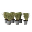 PLANT IN A BOX - Herbe aux plumes - Set de 6 - Stipa tenuifolia 'Pony Tails' - H20-30cm - ⌀9cm - vignette