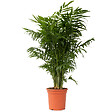 PLANT IN A BOX - Palmier de salon - Chamaedorea elegans - Hauteur 80-90cm - ⌀20cm - vignette