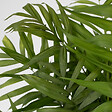PLANT IN A BOX - Palmier de salon - Chamaedorea elegans - Hauteur 80-90cm - ⌀20cm - vignette