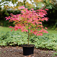 PLANT IN A BOX - érable du Japon - Acer palmatum 'Beni Maiko' - Hauteur 60-70cm - âŒ€19cm - vignette