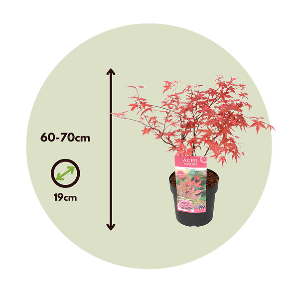 PLANT IN A BOX - érable du Japon - Acer palmatum 'Beni Maiko' - Hauteur 60-70cm - âŒ€19cm - large