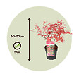PLANT IN A BOX - érable du Japon - Acer palmatum 'Beni Maiko' - Hauteur 60-70cm - âŒ€19cm - vignette