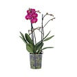 PLANT IN A BOX - Orchidée papillon - Phalaenopsis Multiflora - Hauteur 35-45cm - ⌀12cm - vignette