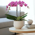 PLANT IN A BOX - Orchidée papillon - Phalaenopsis Multiflora - Hauteur 35-45cm - ⌀12cm - vignette