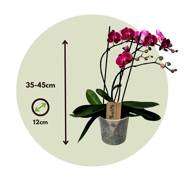 PLANT IN A BOX - Orchidée papillon - Phalaenopsis Multiflora - Hauteur 35-45cm - ⌀12cm - large