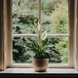 PLANT IN A BOX - Fleur de lune - Spathiphyllum 'Torelli' - Hauteur 30-45cm - ⌀12cm - vignette