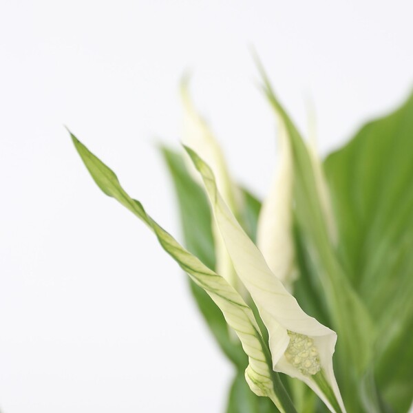 PLANT IN A BOX - Fleur de lune - Spathiphyllum 'Torelli' - Hauteur 30-45cm - ⌀12cm - large