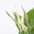 PLANT IN A BOX - Fleur de lune - Spathiphyllum 'Torelli' - Hauteur 30-45cm - ⌀12cm - vignette