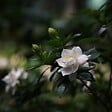 PLANT IN A BOX - Jasmin du Cap - Set de 4 - Gardenia jasminoides - Hauteur 20-30cm - ⌀13cm - vignette