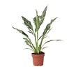 PLANT IN A BOX - Fleur de lune - Spathiphyllum 'Diamond' - Hauteur 40-50cm - ⌀12cm - vignette