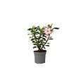 PLANT IN A BOX - Rose du désert - Adenium obesum 'Pink Star' - Hauteur 30-45cm - ⌀13cm - vignette