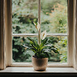 PLANT IN A BOX - Fleur de lune - Set de 4 - Spathiphyllum 'Lima' - Hauteur 60-75cm - ⌀12cm - vignette