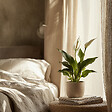 PLANT IN A BOX - Fleur de lune - Set de 4 - Spathiphyllum 'Lima' - Hauteur 60-75cm - ⌀12cm - vignette