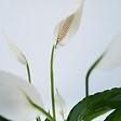 PLANT IN A BOX - Fleur de lune - Set de 4 - Spathiphyllum 'Lima' - Hauteur 60-75cm - ⌀12cm - vignette