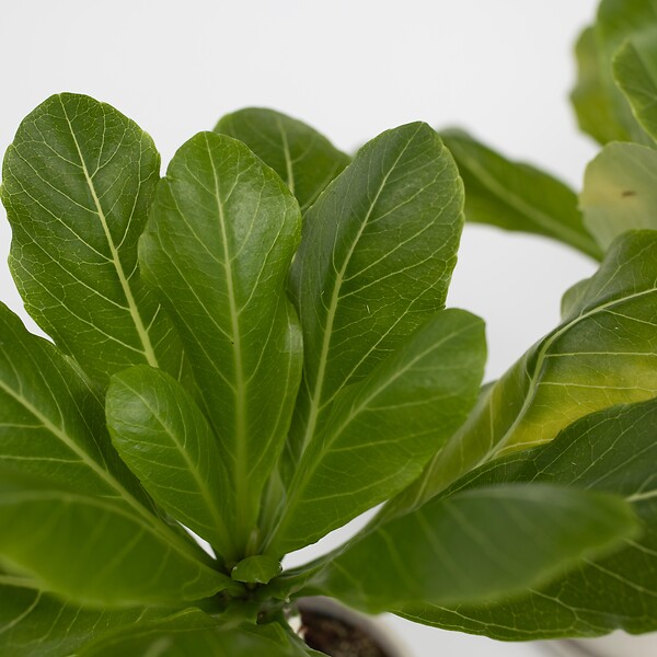 PLANT IN A BOX - Palmier hawaïen - Set de 2 - Brighamia 'Insignis' - Hauteur 25-35cm - ⌀12cm - large