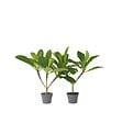PLANT IN A BOX - Frangipanier - Set de 2 - Plumeria rubra 'Hawaii' - Hauteur 45-55cm - ⌀17cm - vignette