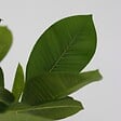 PLANT IN A BOX - Frangipanier - Set de 2 - Plumeria rubra 'Hawaii' - Hauteur 45-55cm - ⌀17cm - vignette