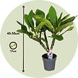 PLANT IN A BOX - Frangipanier - Set de 2 - Plumeria rubra 'Hawaii' - Hauteur 45-55cm - ⌀17cm - vignette