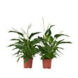 PLANT IN A BOX - Fleur de lune - Set de 2 - Spathiphyllum 'Lima' - Hauteur 60-75cm - ⌀17cm - vignette