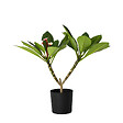 PLANT IN A BOX - Frangipanier hawaii - Plumeria rubra 'Rose' - Hauteur 55-70cm - ⌀17cm - vignette