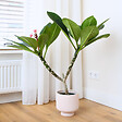 PLANT IN A BOX - Frangipanier hawaii - Plumeria rubra 'Rose' - Hauteur 55-70cm - ⌀17cm - vignette