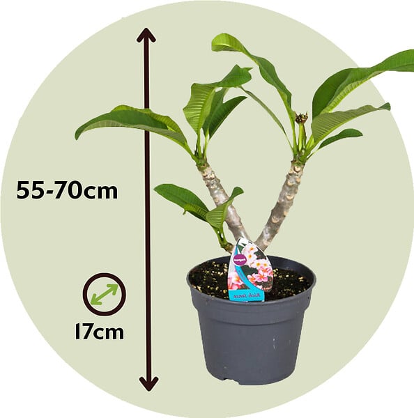 PLANT IN A BOX - Frangipanier hawaii - Plumeria rubra 'Rose' - Hauteur 55-70cm - ⌀17cm - large