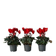 PLANT IN A BOX - Cyclamen de Perse - Set de 6 - Cyclamen 'Winfall Scarlet' - H10-20cm - ⌀9cm - vignette