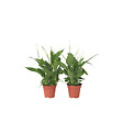 PLANT IN A BOX - Fleur de lune - Set de 6 - Spathiphyllum 'Torelli' - Hauteur 30-45cm - ⌀12cm - vignette