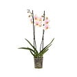 PLANT IN A BOX - Orchidée papillon - Phalaenopsis - Hauteur 50-60cm - ⌀12cm - vignette
