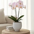 PLANT IN A BOX - Orchidée papillon - Phalaenopsis - Hauteur 50-60cm - ⌀12cm - vignette