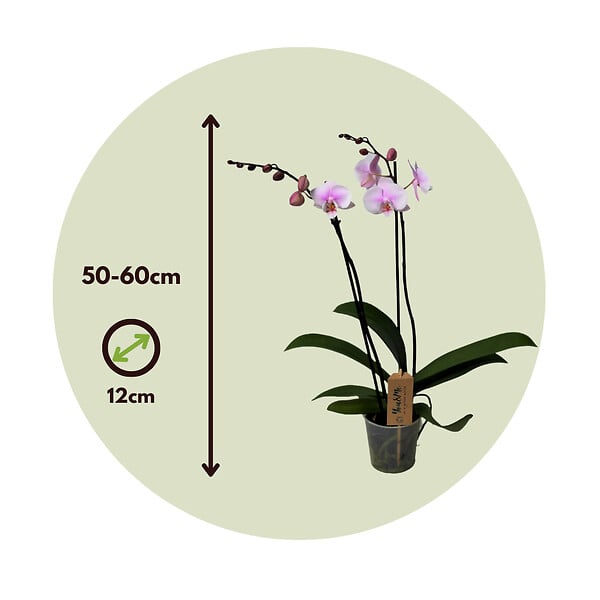PLANT IN A BOX - Orchidée papillon - Phalaenopsis - Hauteur 50-60cm - ⌀12cm - large