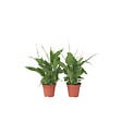 PLANT IN A BOX - Fleur de lune - Set de 2 - Spathiphyllum 'Torelli' - Hauteur 30-45cm - ⌀12cm - vignette