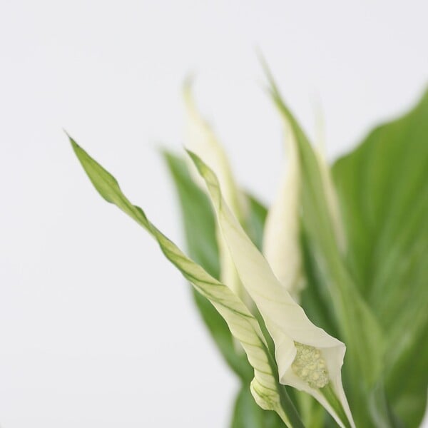 PLANT IN A BOX - Fleur de lune - Set de 2 - Spathiphyllum 'Torelli' - Hauteur 30-45cm - ⌀12cm - large