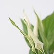 PLANT IN A BOX - Fleur de lune - Set de 2 - Spathiphyllum 'Torelli' - Hauteur 30-45cm - ⌀12cm - vignette