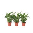 PLANT IN A BOX - Fleur de lune - Set de 3 - Spathiphyllum 'Torelli' - Hauteur 30-45cm - ⌀12cm - vignette