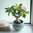 PLANT IN A BOX - Rose du désert - Set de 4 - Adenium obesum - Hauteur 25-40cm - ⌀10,5cm - vignette