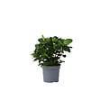 PLANT IN A BOX - Jasmin du Cap - Gardenia jasminoides - Hauteur 20-30cm - ⌀13cm - vignette