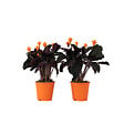 PLANT IN A BOX - Calathée - Set de 2 - Calathea crocata 'Tassmania' - Hauteur 40-50cm - ⌀14cm - vignette