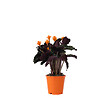 PLANT IN A BOX - Calathée - Calathea crocata 'Tassmania' - Hauteur 40-50cm - ⌀14cm - vignette
