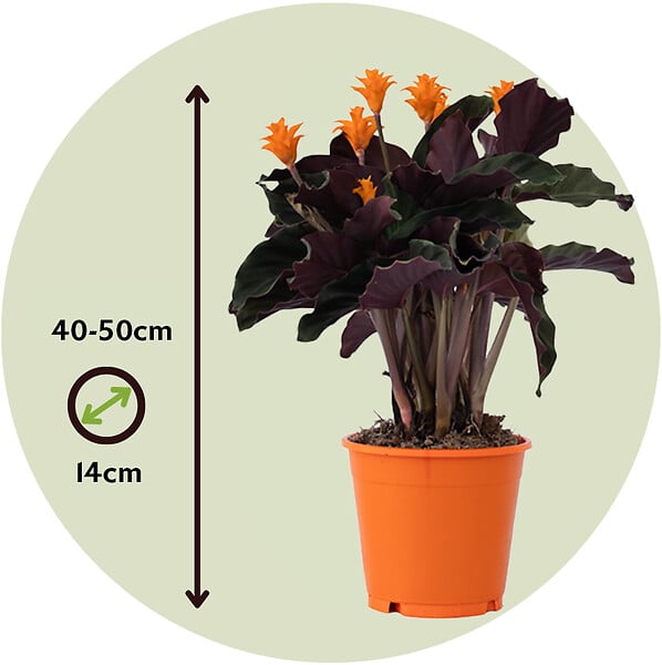 PLANT IN A BOX - Calathée - Calathea crocata 'Tassmania' - Hauteur 40-50cm - ⌀14cm - large