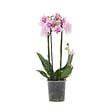 PLANT IN A BOX - Orchidée papillon - Phalaenopsis Multiflora - Hauteur 35-45cm - ⌀12cm - vignette