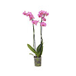 PLANT IN A BOX - Orchidée papillon - Phalaenopsis - Hauteur 50-60cm - ⌀12cm - vignette
